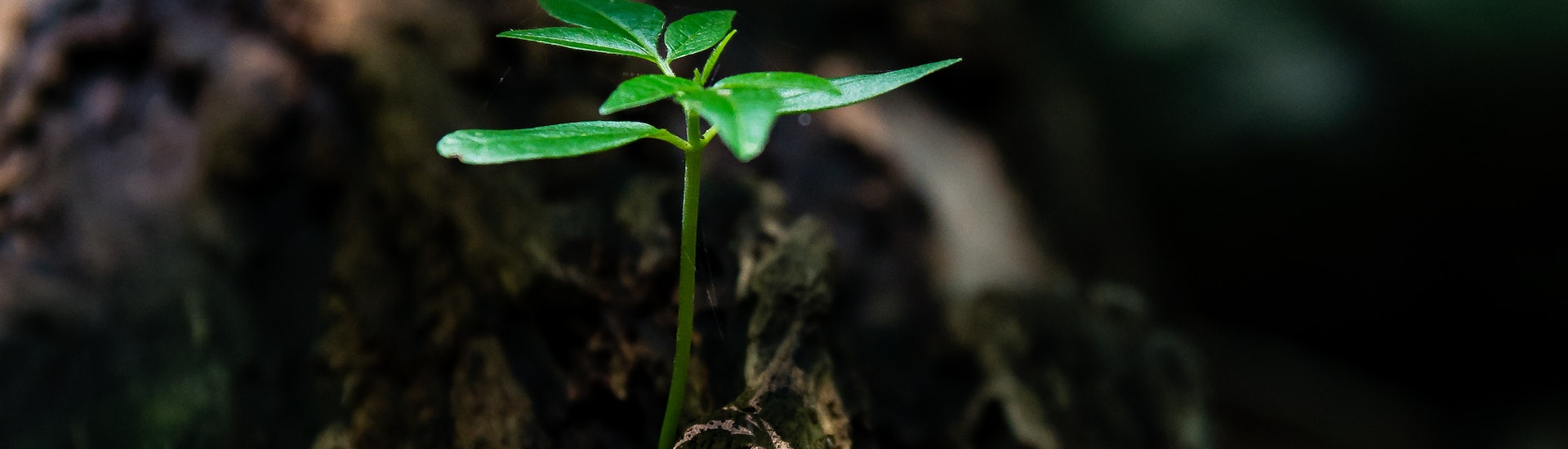 pexels-david-alberto-carmona-coto-1151418